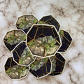 Night Sky Succulent Terrarium - Vinyl Sticker
